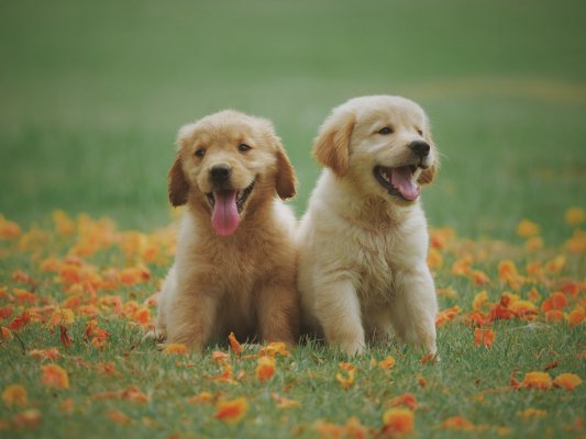 happy looking dogs
